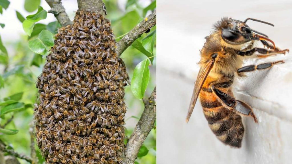 que-hacer-enjambre-abejas-casa.jpg