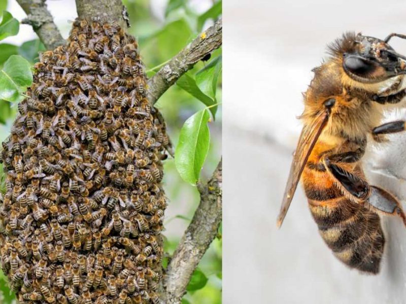 que-hacer-enjambre-abejas-casa.jpg