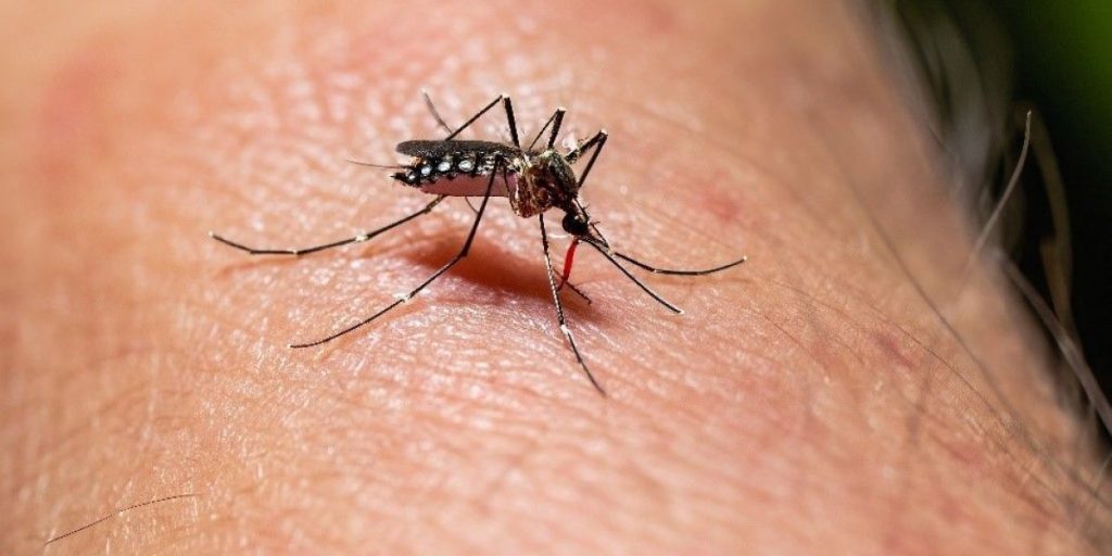 Dengue.jpg