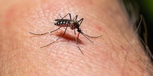 Dengue.jpg