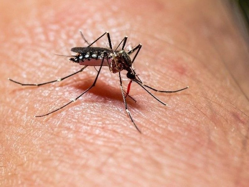 Dengue.jpg