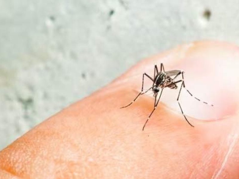 dengue.jpg