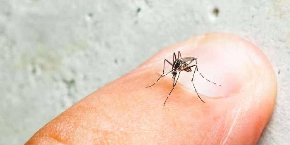 dengue.jpg