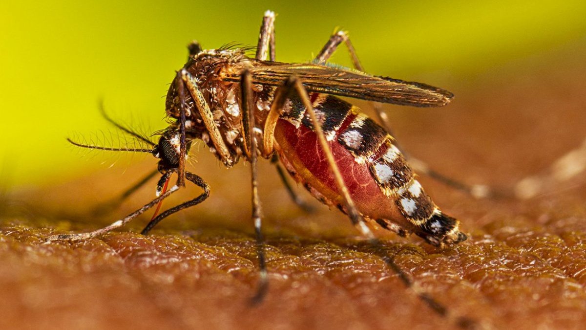 45667-brasil-puso-en-marcha-la-vacunacion-gratuita-contra-el-dengue.jpg