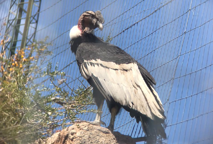 Condor_Agencia-1.jpg