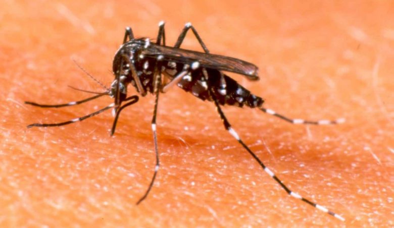 DENGUE1-e1452867741651-1024x594.jpeg
