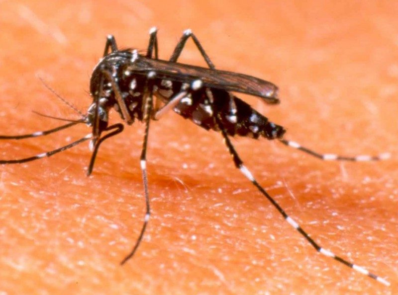DENGUE1-e1452867741651-1024x594.jpeg