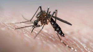 DENGUE.png