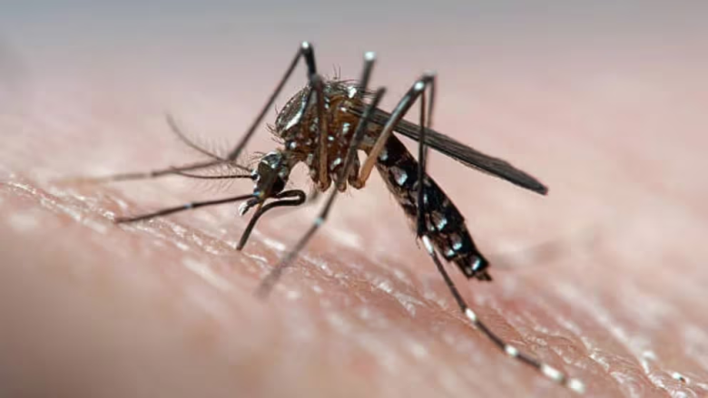 DENGUE.png