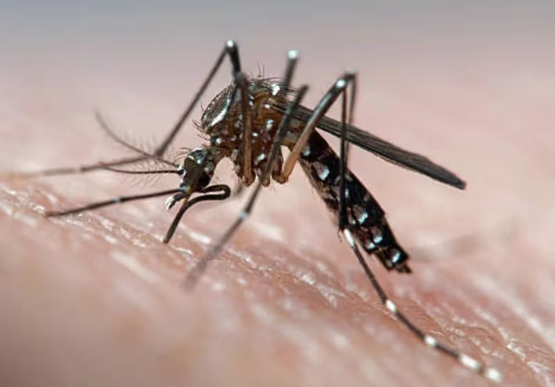 DENGUE.png