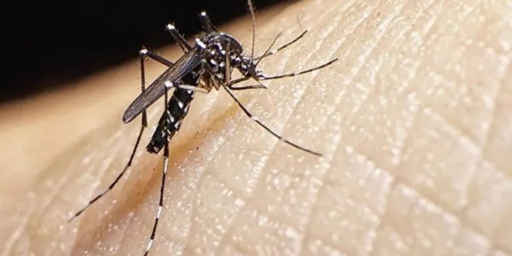 mosquito.jpg