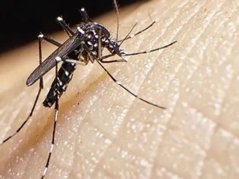 mosquito.jpg