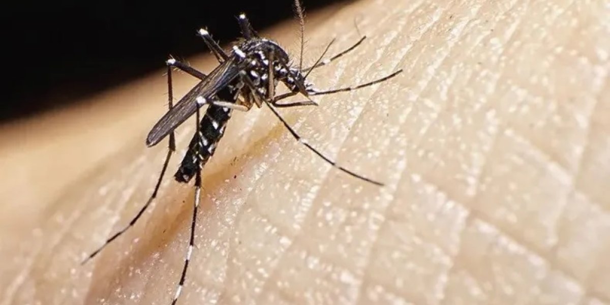 mosquito.jpg