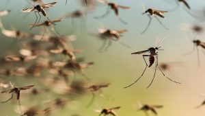 mosquito.jpg