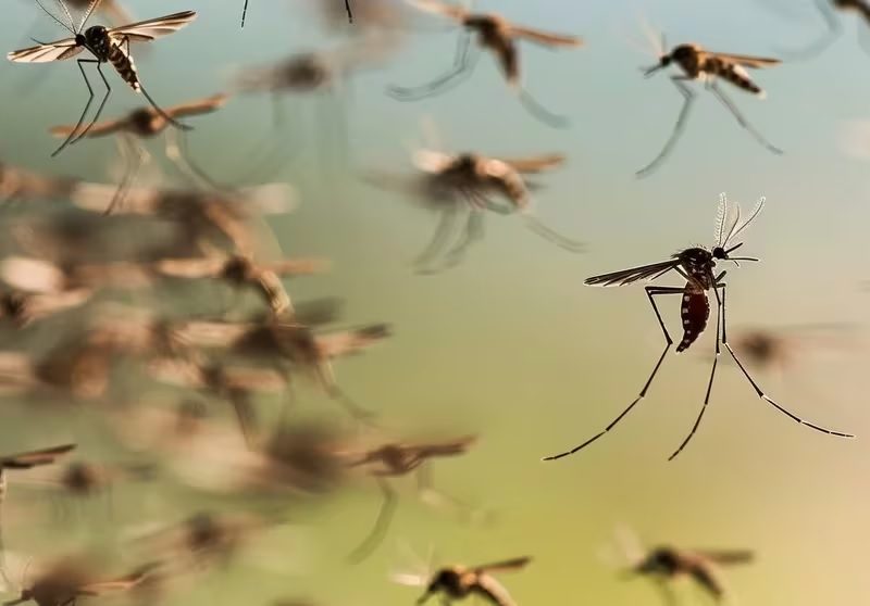 mosquito.jpg