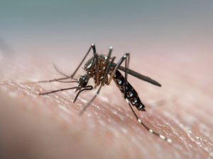 DENGUE.jpg