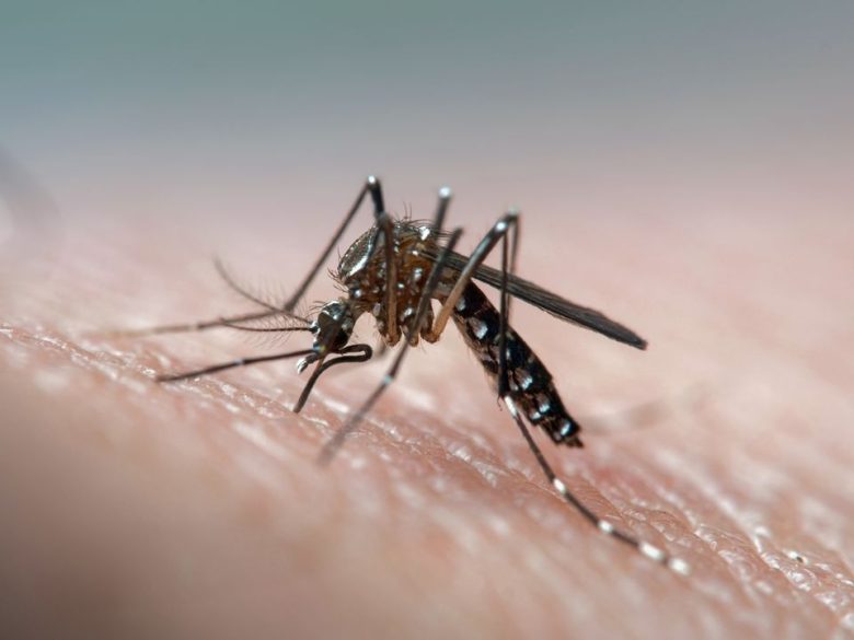 DENGUE.jpg