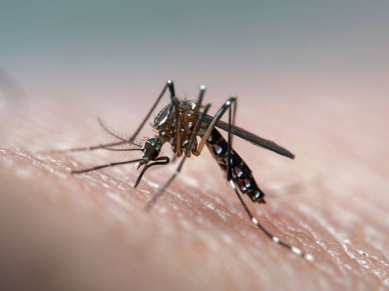 DENGUE.jpg