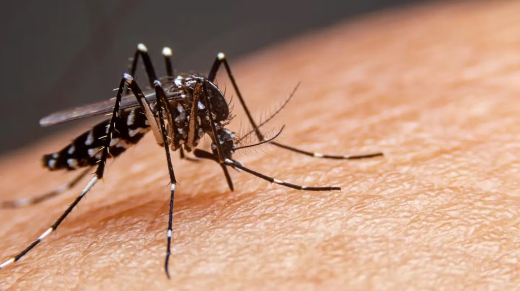 dengue.jpg