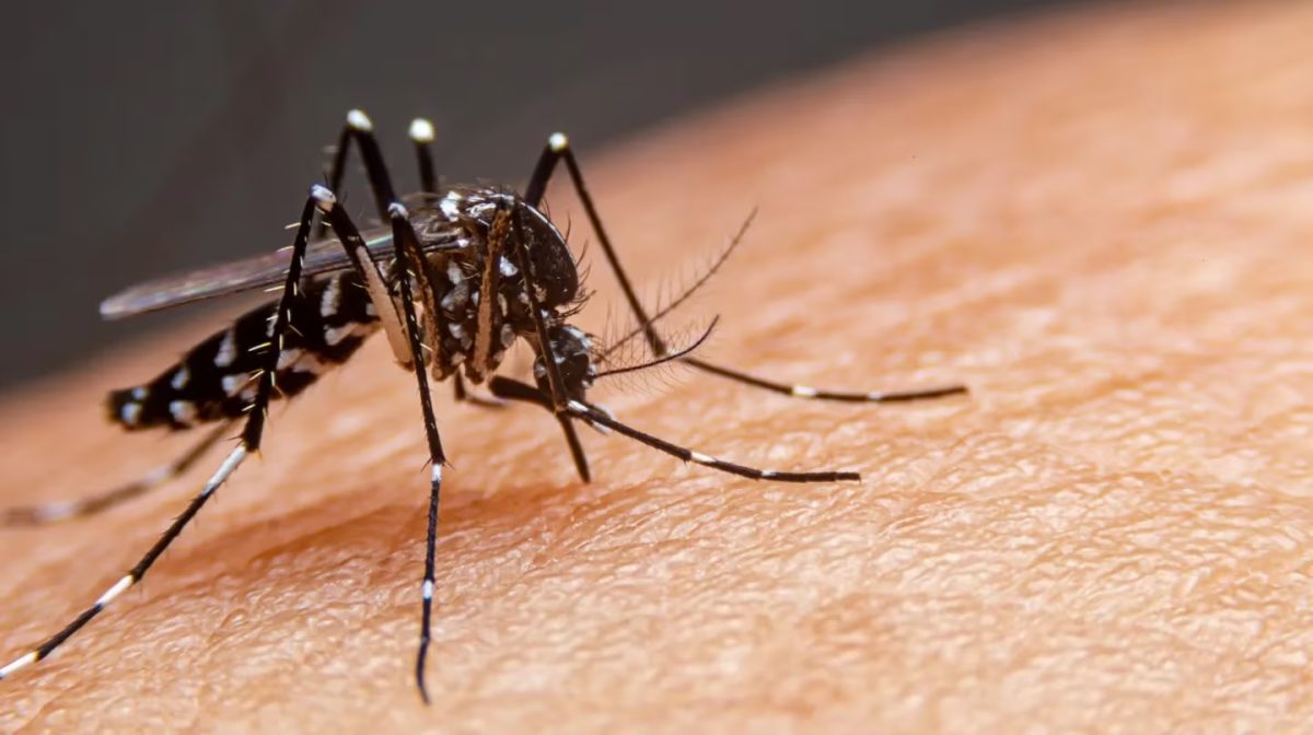 dengue.jpg