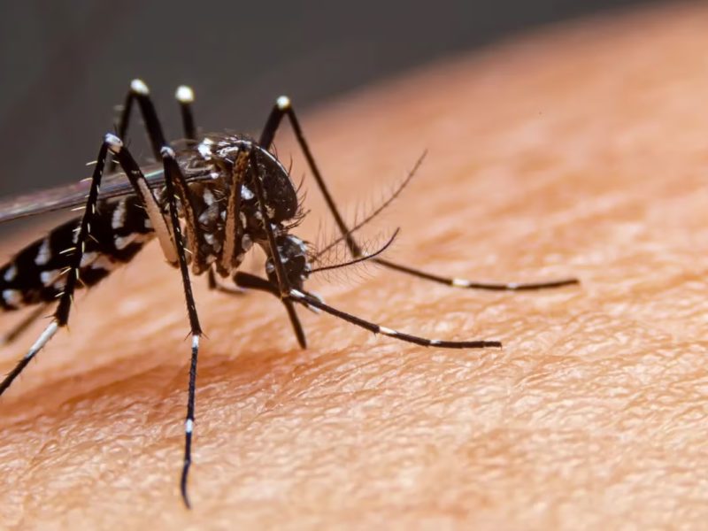 dengue.jpg