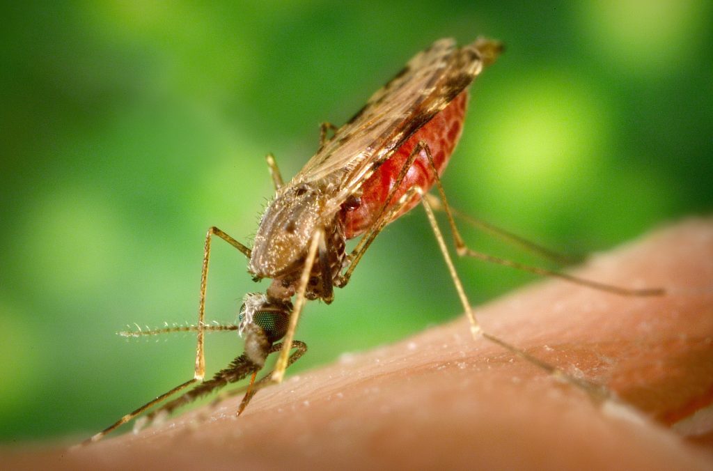 MOSQUITO.jpg