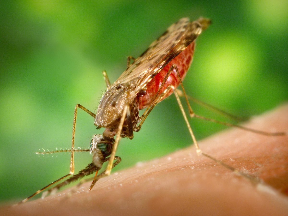 MOSQUITO.jpg