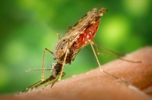 MOSQUITO.jpg
