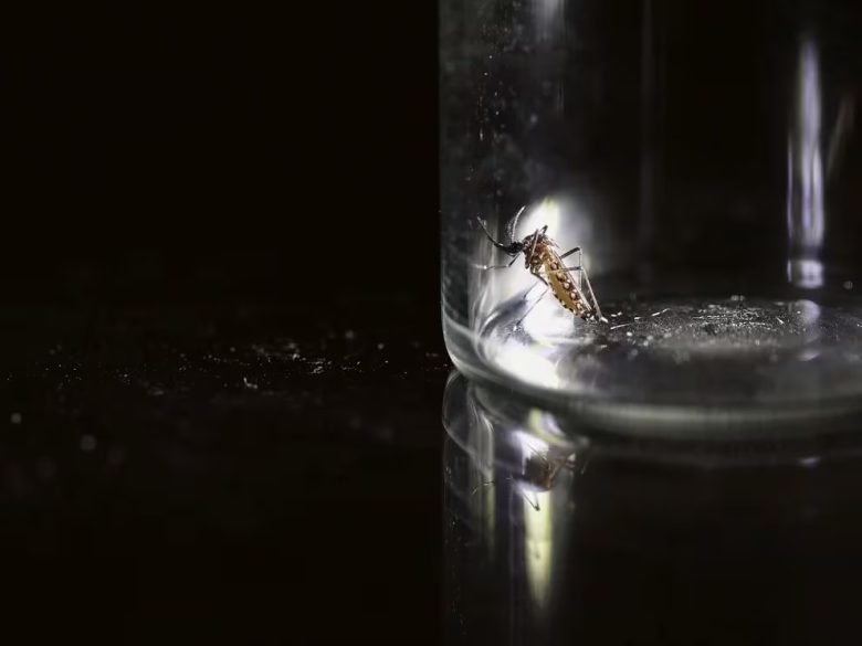 MOSQUITO.jpg