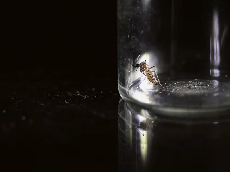 MOSQUITO.jpg