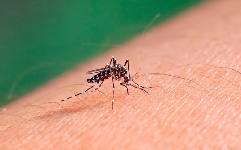 MOSQUITO.jpg