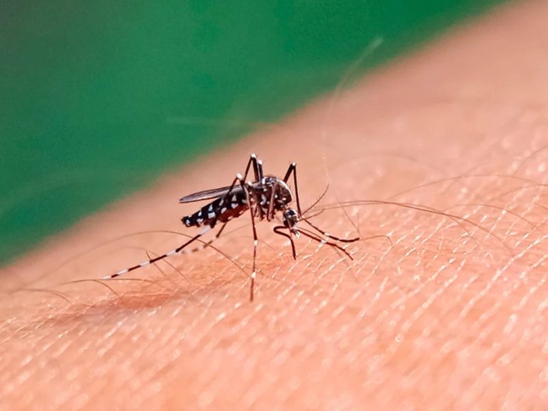 MOSQUITO.jpg