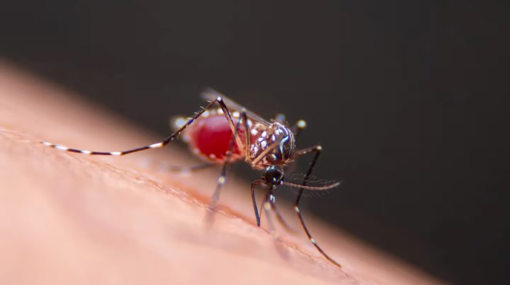 MOSQUITO.jpg