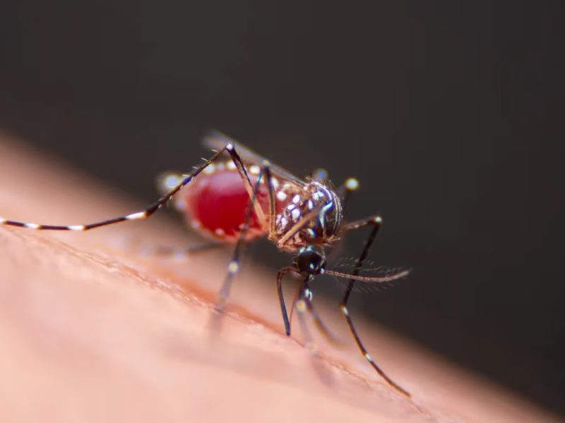 MOSQUITO.jpg