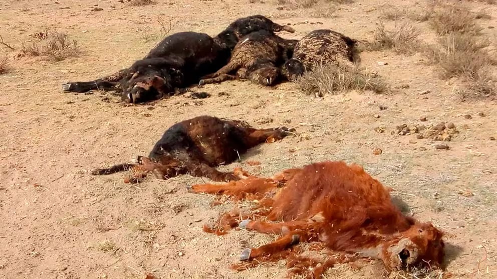 ANIMALES.jpg