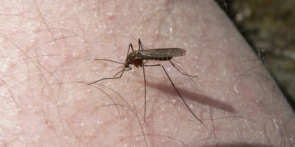 mosquito.jpg