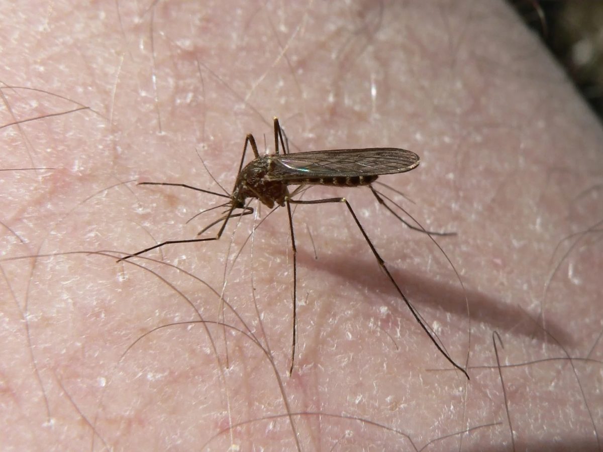 mosquito.jpg