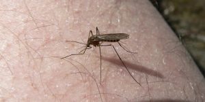mosquito.jpg
