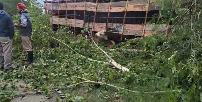 vaca.jpg