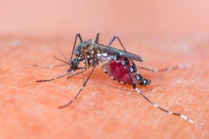 MOSQUITO.jpg