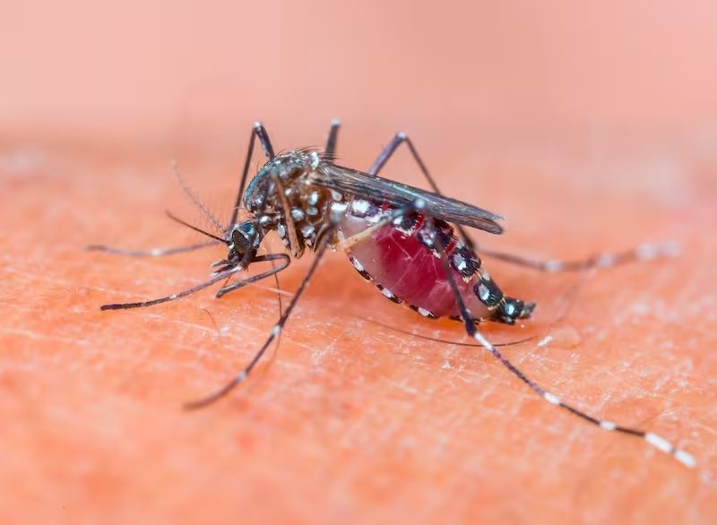 MOSQUITO.jpg
