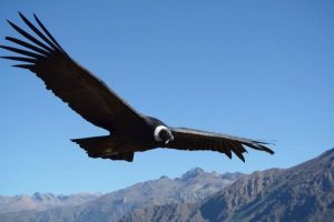 CONDOR.jpg