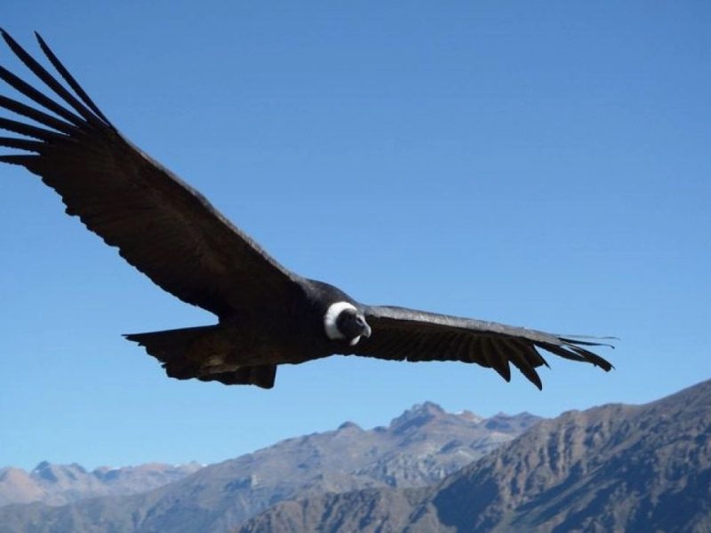CONDOR.jpg