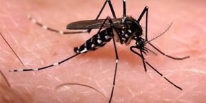 dengue.jpg