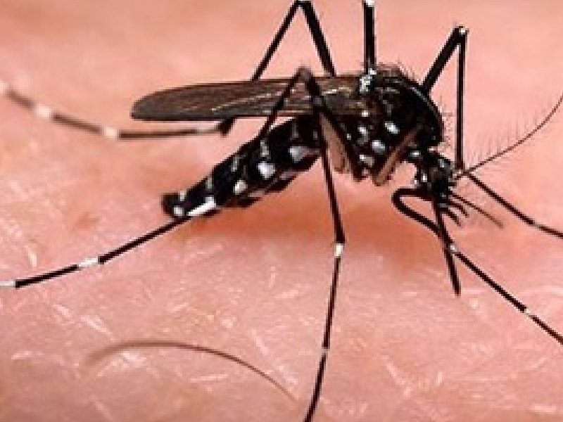 dengue.jpg