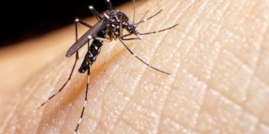 Dengue-2-1.jpg