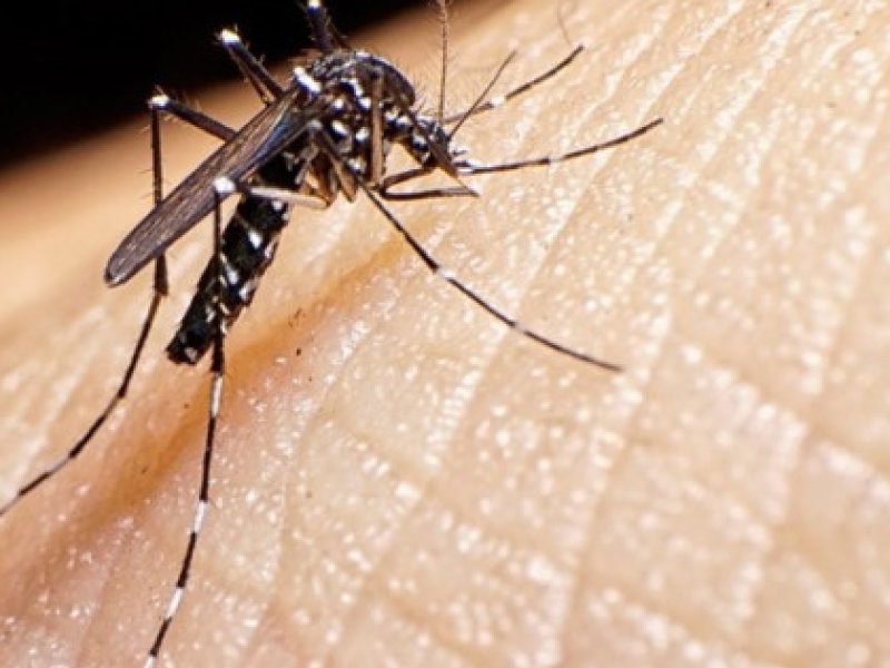 Dengue-2-1.jpg