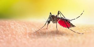 dengue.jpg