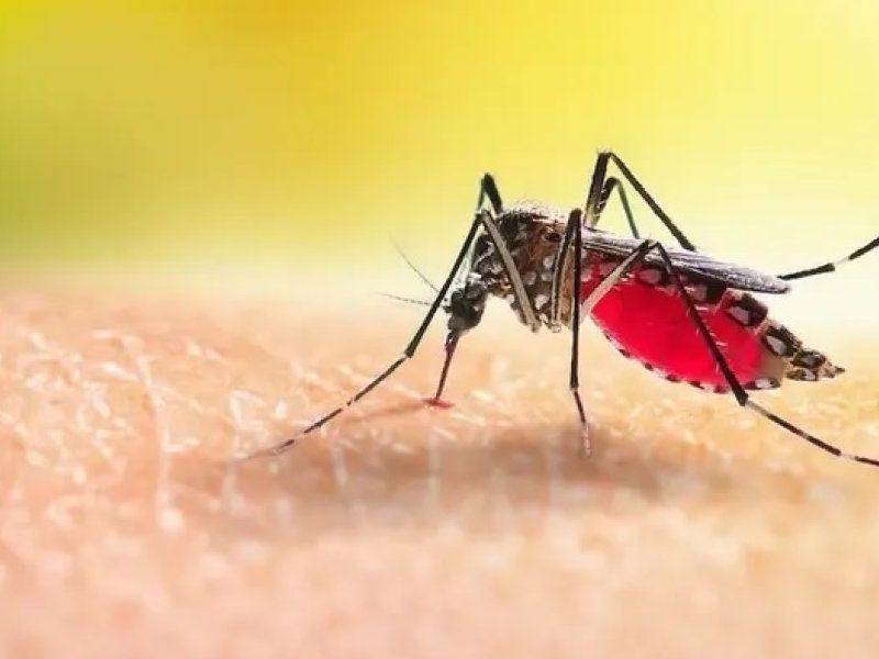 dengue.jpg