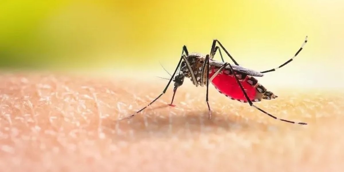 dengue.jpg